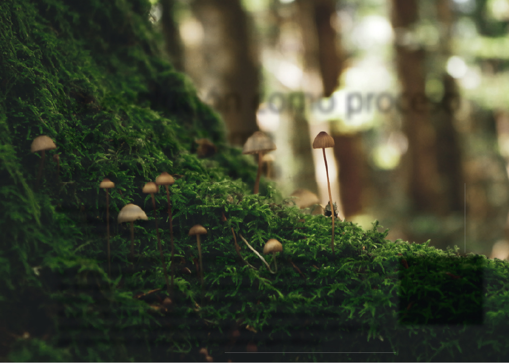 Vinit Srivastava (Unsplash)