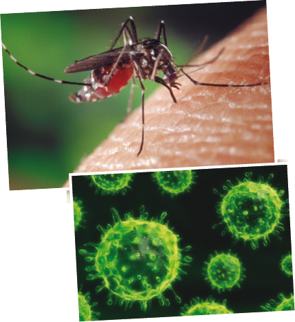 Los mosquitos del género Aedes pueden transmitir el virus del Nilo Occidental