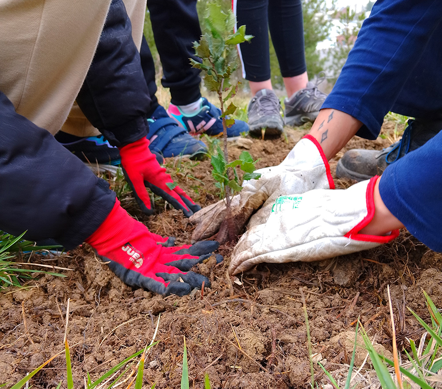 Alumnes plantant un arbre