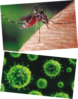 Mosquits del gènere Aedes poden transmetre el virus del Nil occidental